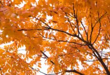 Our Mind-Body Connection & How to Organize life for Being Extraordinary