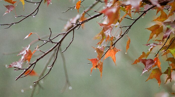 Nobody sees the Roots below the Earth that make the branches Full of Fruits & Flowers.