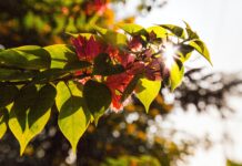 Mind without Fear – take every chance and drop every fear.