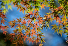 Don’t Quit – if you are already in Pain, already Hurt – Get a Reward from it