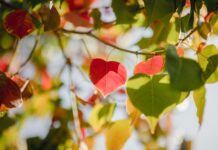 Our Super Mind & Fulfilling our Wishes!