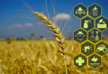 The Potential of Computer Vision in Agriculture.