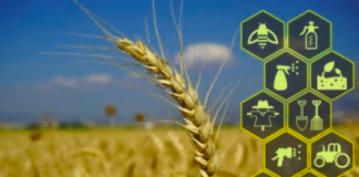 The Potential of Computer Vision in Agriculture.